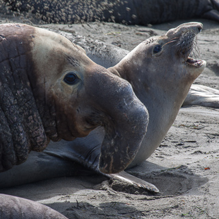 elephant seals on the coast of california