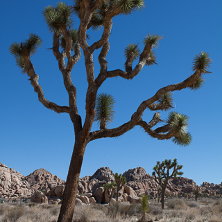 a typical tree at joshua tree national park