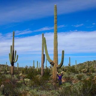 sylvia under a huge saguaro cactus in orchan pipe national monument