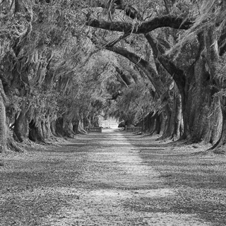 live oak trees in evergreen plantation, known from django unchained