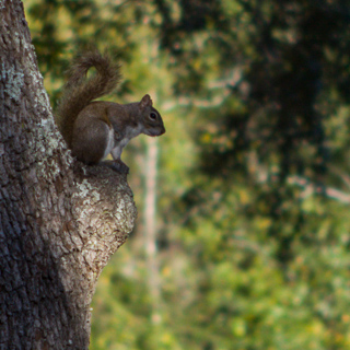 squirrel on the watch on a cut off branch, alabama