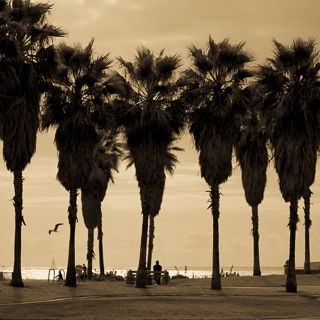 large palm trees at the pacific shore