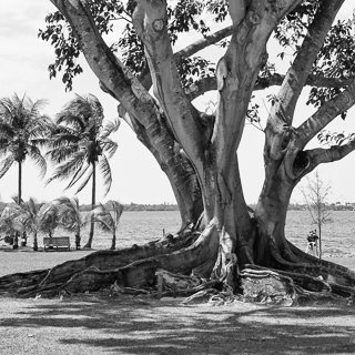 tropical tree at thomas edison's winter estate, ft. myers