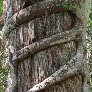 alien hand strangling a tree trunk, everglates national park, florida