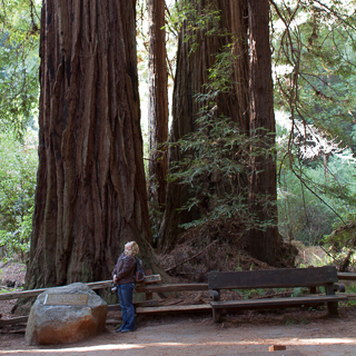 gigant california redwood trees at the muir woods national park, california