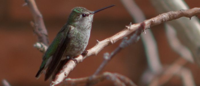 Kolibri in het Desert museum
