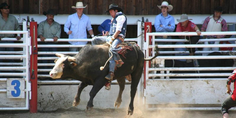 Bull Riding tijdens de rodeo van Coombs
