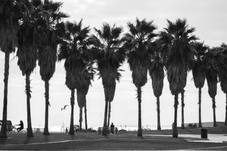 Palmbomen op het strand van Venice Beach