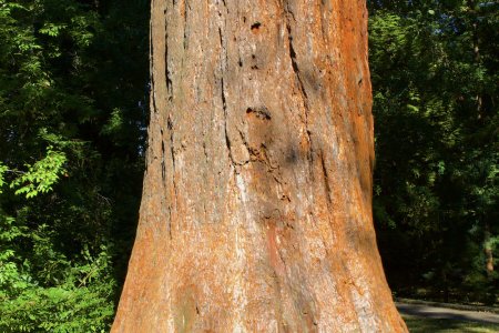 Een heuse sequoia tree in de botanische tuin