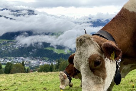 Koe in de wolken boven Kitzbühel