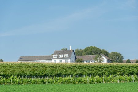 Een van de vele wijngaarden in het Heuvelland