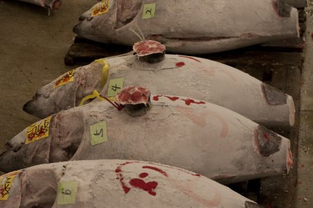 Verkochte tonijnen, met de naam van de koper erop?