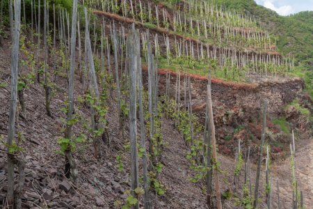 De steilste wijnbergen van Europa