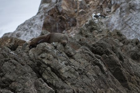 Een zeehond ligt te luieren op zijn rots