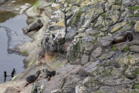 Pels zeehonden luieren en spelen op de rotsen