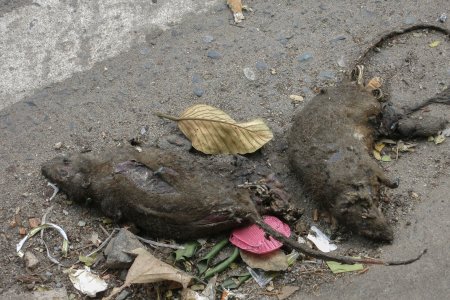 We hebben behoorlijk wat dode en levende ratten gezien