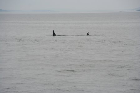 2 orca&#039;s
