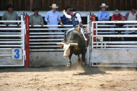 Bull&#039;s flying