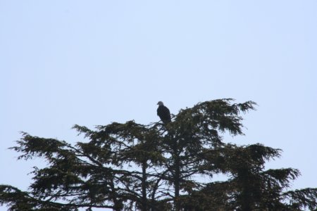 Een Bald Eagle, Tofino