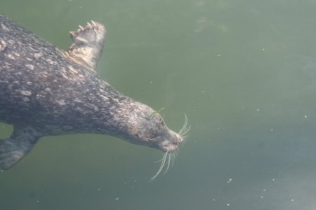Een zeehond bij Ucluelet, Vancouver Island