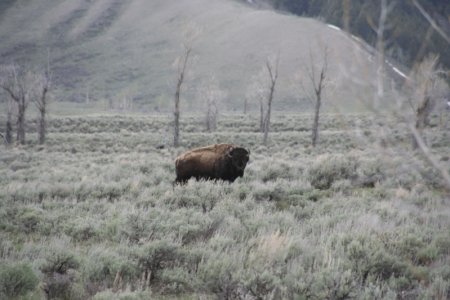 Een Bison (of buffalo)