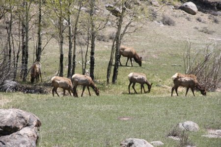 Een groepje Elk (Wapiti)