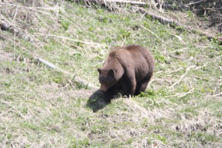 Een zwarte beer in Yellowstone