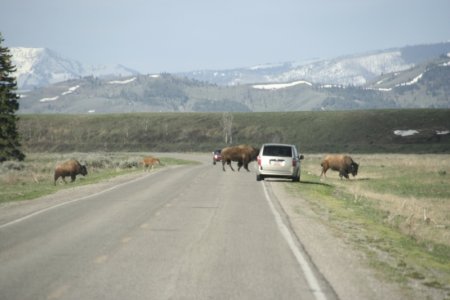 Overstekende bisons