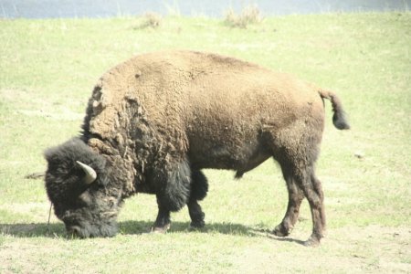 Indrukwekkende bison