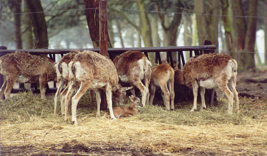 Een aantal etende herten met een jong op de voorgrond