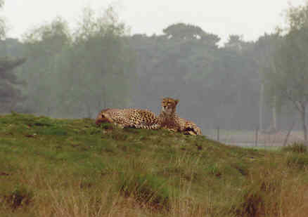 Luipaarden luierend op een heuveltje