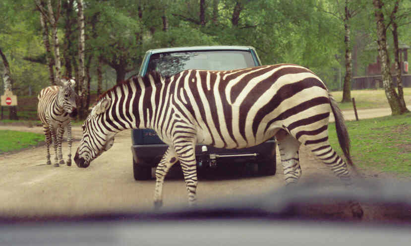 Leuk zo'n auto safari, maar wel opletten met al die dieren op de weg