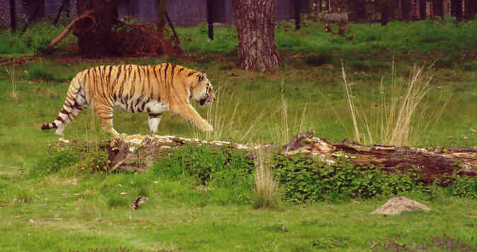 De grootste van de katten: een tijger