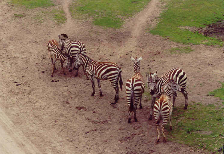 Zebra's gefotograffeerd vanaf een brug