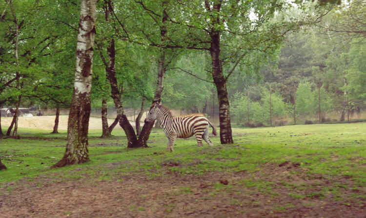 Een jongkie zebra