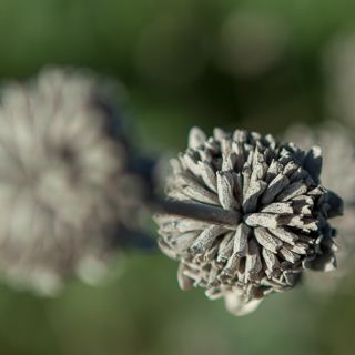 flower at the end of it's life span, Malibu