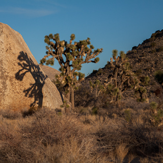 a joshua tree and his shadow, joshua tree national park