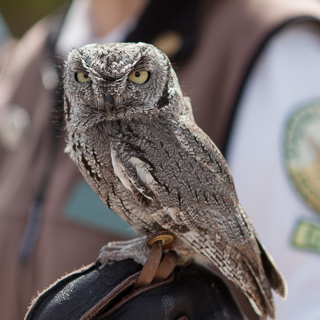 an elf owl at the arizona sonora desert museum, tucson