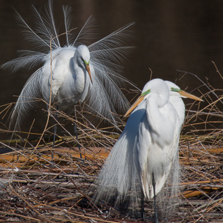 great white egrets on avery island, louisiana