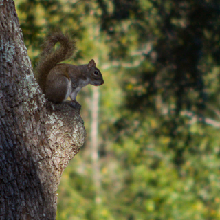squirrel on the watch on a cut off branch, alabama
