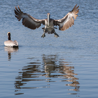 pelican landing at hurricane bay, myers beach