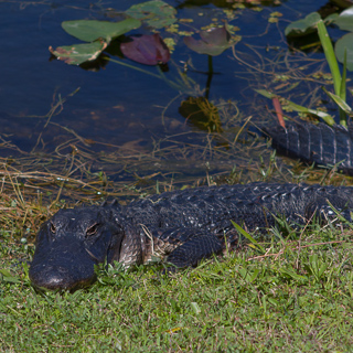 a sunbading aligator at the everglates national park