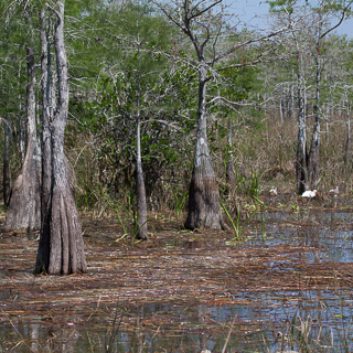 bald cedar trees standing with there feet in the brackish water