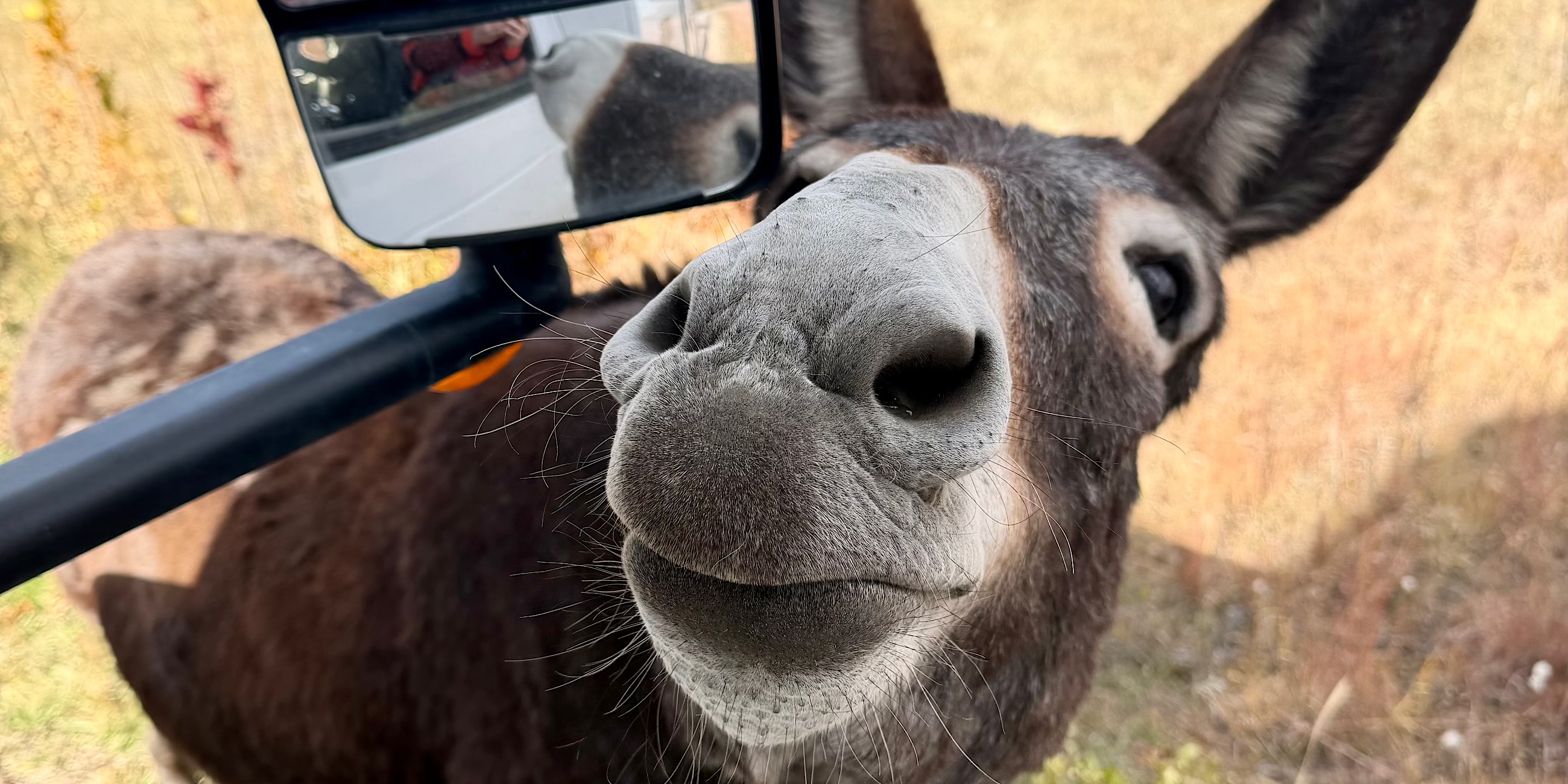 Een burro komt om een aaitje bedelen