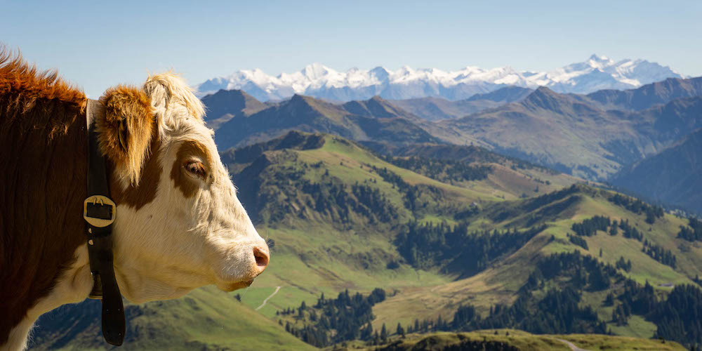 Deze koe heeft uitzicht op het Grossglockner massief