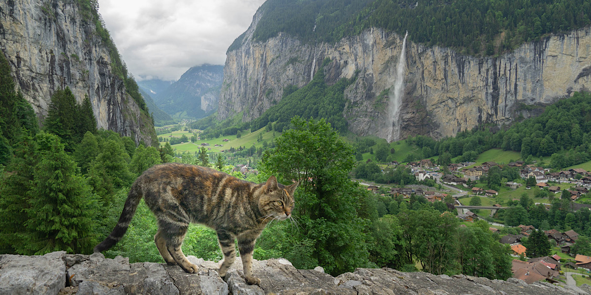 Het Lauterbrunnental wordt aan ons getoond door deze poes