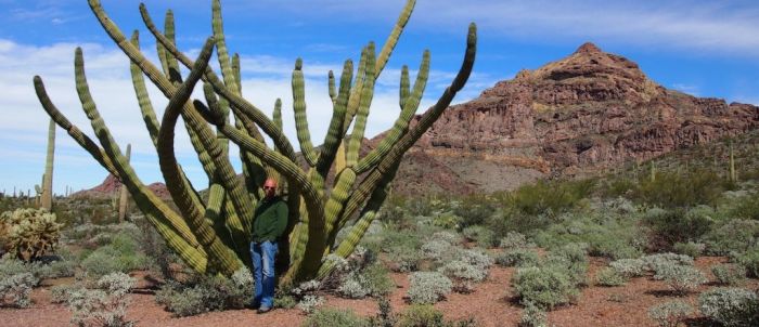 Organ Pipe Cactus