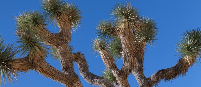 Joshua Tree National Park