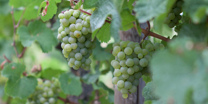 Rijpe druiven op de wijnroute