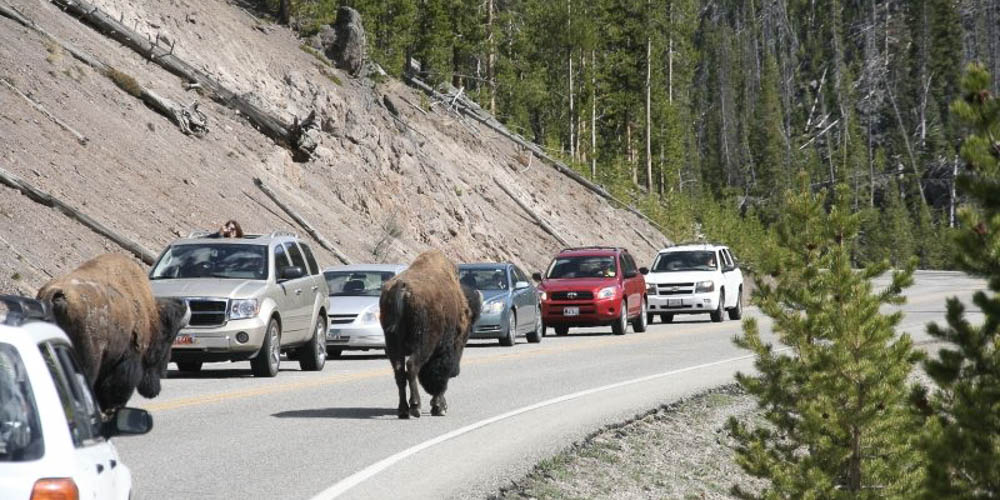 Bisons in Yellowstone National Park